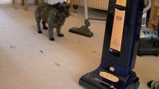 Sebo Automatic X5 Upright Vacuum Cleaner Unboxing Assembly amp First Look [upl. by Neff]