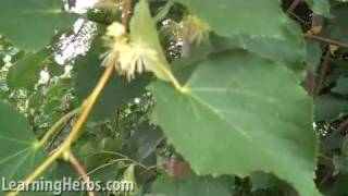 Linden Tree How to Harvest and Care For Tilia [upl. by Ahsatel]