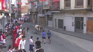 Encierro Fiestas 2024  San Adrián [upl. by Platt]