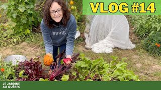 Jardinage dAutomne au Québec  Cultures dÉpinards Laitues Radis Navets amp Betteraves 🌿 [upl. by Adigirb974]