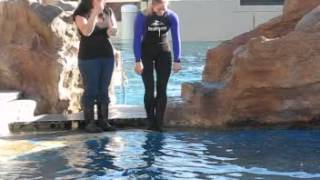 Dolphin dance show in Seaworld San Diego [upl. by Solraced]