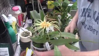 A Bulbophyllum Primer Part 1 [upl. by Amrak647]