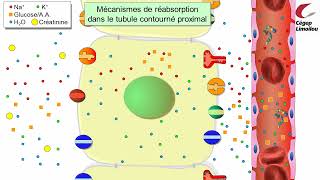 La réabsorption rénale [upl. by Marleah]