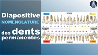 Nomenclature  Dents permanentes  Prothèse dentaire  Cours  © [upl. by Finbur]