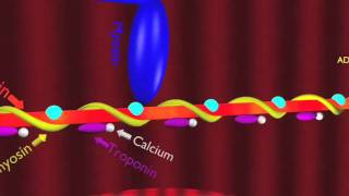 Skeletal Muscle Demo [upl. by Euseibbob]