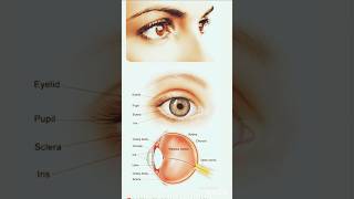 paramedical Ophthalmology OSTEOLOGY ODONTOLOGY TRICHOLOGYshorts [upl. by Kaplan]