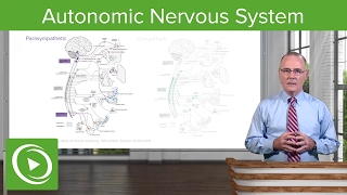 Autonomic Nervous System ANS – Brain amp Nervous System  Lecturio [upl. by Ennaus561]