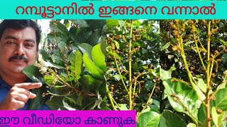 റമ്പൂട്ടാനിൽ ഇത് വന്നാൽRAMBUTAN MALAYALAMRAMBUTTAN KRISHIRAMBUTTAN FLOWERING TIMEEXOTIC FRUIT [upl. by Annet]