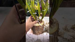 planting dendrobium plant on wood log orchidplant orchid flowers grafting propagation garden [upl. by Airrotal]