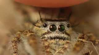 Really Cute Jumping Spiders [upl. by Hairahcaz]