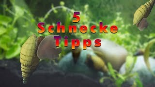 5 Aquarien Schnecken Tipps [upl. by Curry536]