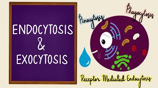 Endocytosis  Exocytosis  Vesicular Transport  Bulk Transport  Membrane Transport  Cell [upl. by Lester]