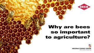 Why are bees so important to agriculture [upl. by Asaeret]