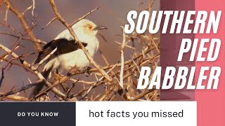 southern pied babbler facts [upl. by Esorylime]