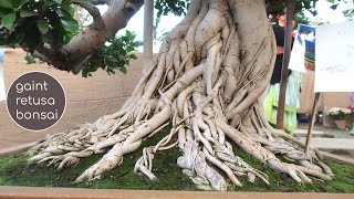 Giant Ficus Retusa Bonsai  Bonsai Exhibition 2020  Bonsai ideas [upl. by Mark784]