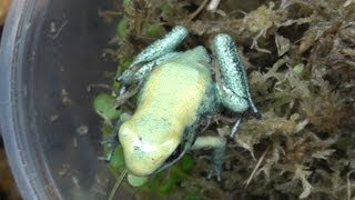 Unboxing Poison Dart Frogs P terribilis mint [upl. by Mareah]