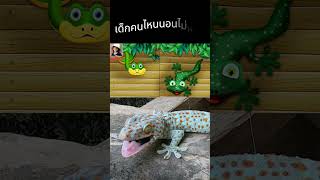 shorts เพลงตุ๊กแก ตุ๊กแก เสียงตุ๊กแก แกล้งเด็กดื้อ gecko geckosound geckos [upl. by Ximena172]