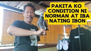 PAKITA KO ANG CONDITION NI NORMAN AT IBA NATING IBON kalapatids kaibon paramyxovirus [upl. by Amend]