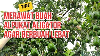 Cara Merawat Buah Alpukat Aligator Agar Berbuah Lebat [upl. by Yttig885]