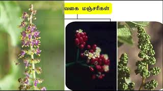 Cymose Mixed special types of Infloresence  சைமோஸ் கலப்பு சிறப்பு வகை மஞ்சரி [upl. by Hines239]