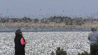 snow geese at branch oak lake [upl. by Darn]