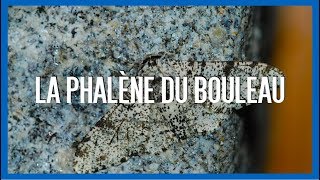 La Phalène du Bouleau  EEV1 [upl. by Orodisi]