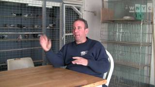 Pigeon Racing in Coney Island with Anthony Martire [upl. by Charlotte]