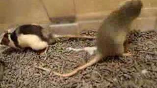 Baby rats playing [upl. by Phaedra]