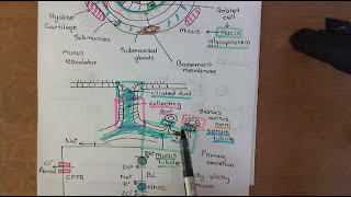 Cystic Fibrosis and Cystic Fibrosis Medications Part 7 [upl. by Shakespeare739]