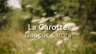 Daucus carota Especes Phares [upl. by Ecirtaemed]