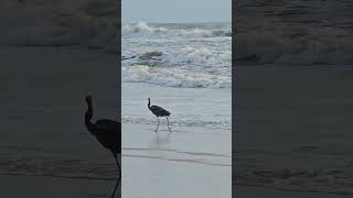 The reddish egret is the rarest egret species found in North America Ocean Shore Birds beach [upl. by Eed]