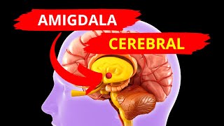 🔴LA AMIGDALA CEREBRAL  🧠NEUROCIENCIA [upl. by Yewed]