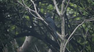 Asian koel  How does Koel Sound  Sound of Koyal bird  cuckoo bird sound quotKooOooquot [upl. by Peedsaj793]