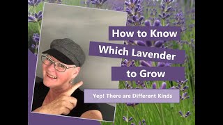 Is My Lavender Plant Dead  How To Know  Vermont Lavender VLOG [upl. by Eneloj919]