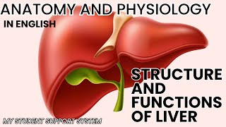 Structure an functions of LIVER  lobes of liver  the liver  why liver is so important [upl. by Ahsatal]