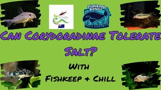 Can Corydoradinae Tolerate Salt Myths vs Facts [upl. by Nalid]