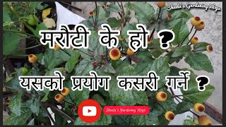 What is Marauti toothache plant and how to use it  Acmella Oleracea [upl. by Nelak461]