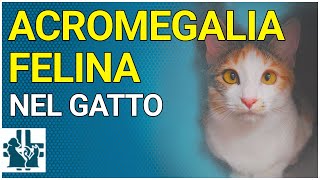 Acromegalia felina nel gatto [upl. by Minda]