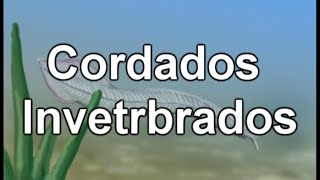 Los Cordados Invertebrados  Documental de Biologia [upl. by Seyler]