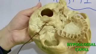 LUNGS PART2  ROOT AND RELATIONS  BY DR MITESH DAVE [upl. by Neelyam]