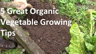 5 of the Best Organic Vegetable Growing tips [upl. by Xino]