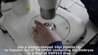 Embryo vitrification in straws using DAP213 method [upl. by Elpmet447]