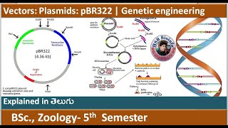 Vectors Plasmids  PBR 322  Genetic Engineering  Recombinant DNA Technology  HSR Bioinfo [upl. by Aicilana]