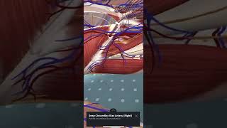 Fascia iliaca Anatomy by Augmented Reality  3D4 Medical’s Complete Anatomy App [upl. by Akihsan]