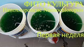 Фито культура Нанохлоропсис Nannochloropsis Первая неделя [upl. by Tap335]