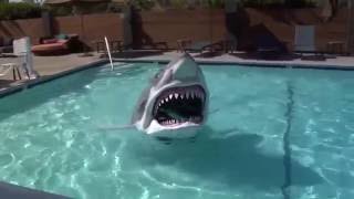 Animatronic swimming Shark Test 8516 [upl. by Magulac723]