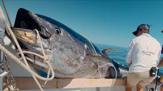 MASSIVE 10ft Tuna We Broke a Record Commercial Bluefin Tuna Fishing [upl. by Enid]