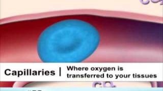 Types of Blood Vessels [upl. by Philana]