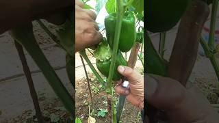 Growing Capsicum Shorts garden farming 💕 [upl. by Nairehs]