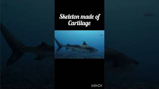 cartilage fishes Chondrichthyes animalkingdom chordata pisces diversity sharks predators [upl. by Kirat474]